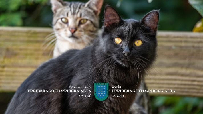 Reunión informativa sobre las colonias de gatos