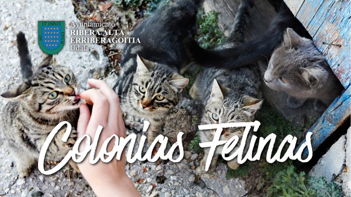 Reunión sobre las colonias felinas
